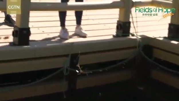 Поймали одну рыбу на морском ранчо у Вэйхая и приготовили обед