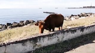 Смена наживки на бычка у полуразрушенной пристани в Поти