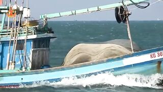 Фукуок, Зыонгдонг: возвращение сетевых лодок и морской маршрут