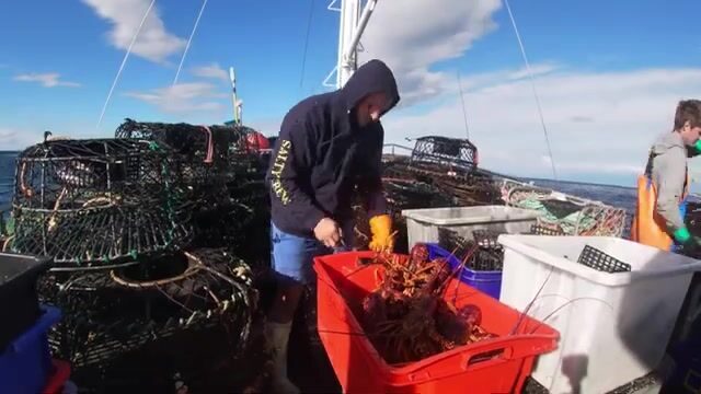 Утренняя выборка ловушек на лобстеров у Бруни в Тасмании