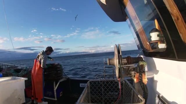 Утренняя выборка ловушек на лобстеров у Бруни в Тасмании