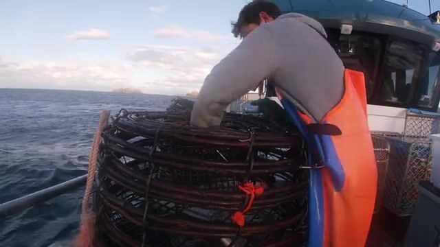 Утренняя выборка ловушек на лобстеров у Бруни в Тасмании