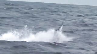 Пиньяс-Бей, Панама: знакомство с лоджем и план морской рыбалки