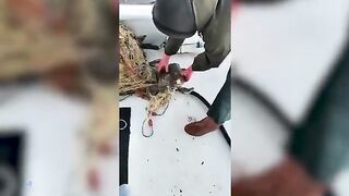 У Тюркбюкю возле Бодрума в сети попала молодая зеленая черепаха