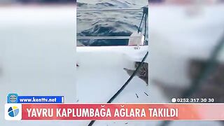 У Тюркбюкю возле Бодрума в сети попала молодая зеленая черепаха