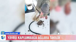 У Тюркбюкю возле Бодрума в сети попала молодая зеленая черепаха