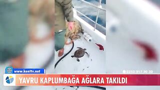 У Тюркбюкю возле Бодрума в сети попала молодая зеленая черепаха