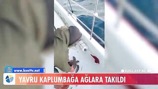 У Тюркбюкю возле Бодрума в сети попала молодая зеленая черепаха