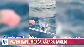 У Тюркбюкю возле Бодрума в сети попала молодая зеленая черепаха