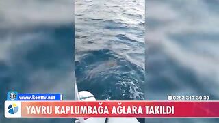 У Тюркбюкю возле Бодрума в сети попала молодая зеленая черепаха
