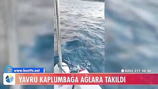 У Тюркбюкю возле Бодрума в сети попала молодая зеленая черепаха