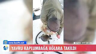 У Тюркбюкю возле Бодрума в сети попала молодая зеленая черепаха