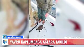 У Тюркбюкю возле Бодрума в сети попала молодая зеленая черепаха