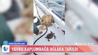 У Тюркбюкю возле Бодрума в сети попала молодая зеленая черепаха