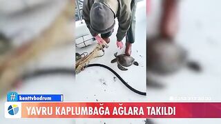 У Тюркбюкю возле Бодрума в сети попала молодая зеленая черепаха