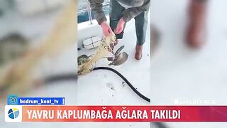 У Тюркбюкю возле Бодрума в сети попала молодая зеленая черепаха