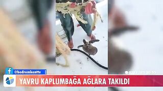 У Тюркбюкю возле Бодрума в сети попала молодая зеленая черепаха