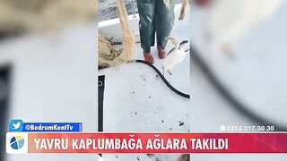 У Тюркбюкю возле Бодрума в сети попала молодая зеленая черепаха