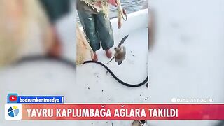 У Тюркбюкю возле Бодрума в сети попала молодая зеленая черепаха
