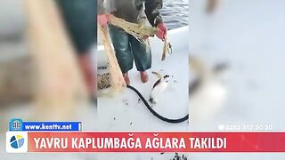 У Тюркбюкю возле Бодрума в сети попала молодая зеленая черепаха