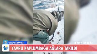 У Тюркбюкю возле Бодрума в сети попала молодая зеленая черепаха