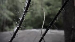 Лесная протока Суринама с куском пираньи на крупную аймару