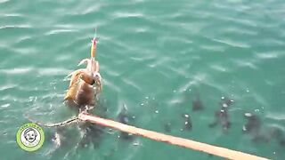 Острова Кото, Вьетнам: крупный рифовый кальмар и морской маршрут
