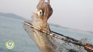 Острова Кото, Вьетнам: крупный рифовый кальмар и морской маршрут