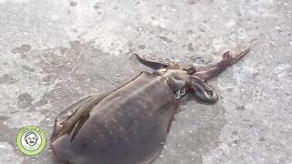 Острова Кото, Вьетнам: крупный рифовый кальмар и морской маршрут