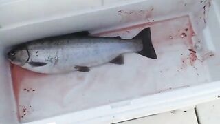 Троллинг лосося на Онежском озере и сход рыбы у дальней снасти