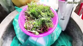 Ловля без насадки на 16 крючков в солоноватой воде Лангко