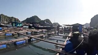 Ловля сиганов у садков в бухте Ланха на Катбе