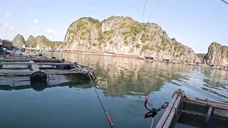 Ловля сиганов у садков в бухте Ланха на Катбе