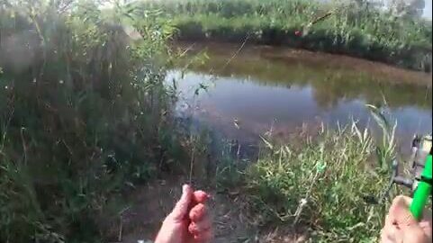 Вечерняя поплавочная ловля в камышовом канале у Пересыпи: от мелочи к сазанчикам