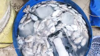 Лонгхай, Вьетнам: сезон рыбы и отдельная поездка с удочками