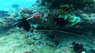 Подводная охота на свалах моря Саву в Индонезии