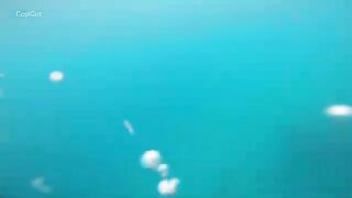Подводная охота на свалах моря Саву в Индонезии
