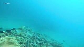 Подводная охота на свалах моря Саву в Индонезии