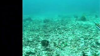 Подводная охота на свалах моря Саву в Индонезии