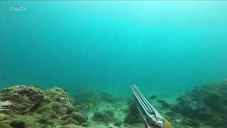 Подводная охота на свалах моря Саву в Индонезии