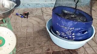 Возвращение с прудовой рыбалки в Хо-Трам и взвешивание улова