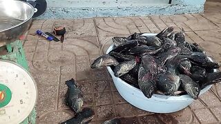 Возвращение с прудовой рыбалки в Хо-Трам и взвешивание улова