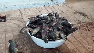 Возвращение с прудовой рыбалки в Хо-Трам и взвешивание улова