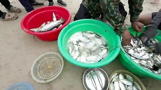 Микхе, Дананг: прибрежная рыба и выбор долгого морского дня