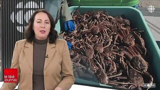 Залив Святого Лаврентия: снежный краб и туристическое знакомство с морем