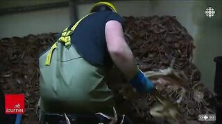 Залив Святого Лаврентия: снежный краб и туристическое знакомство с морем