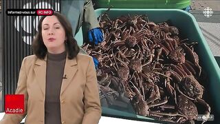 Залив Святого Лаврентия: снежный краб и туристическое знакомство с морем