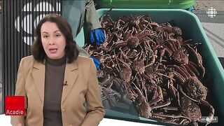 Залив Святого Лаврентия: снежный краб и туристическое знакомство с морем