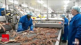 Залив Святого Лаврентия: снежный краб и туристическое знакомство с морем