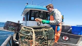Ловушки для лангустов у южных берегов Тасмании и сортировка улова